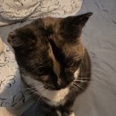 치킨사냥 | <여행일기 #14> 뚜벅이의 아이슬란드 3박 4일 여행기 🇮🇸 | 가볼 만한 곳 &amp; 오로라 사냥 성공?