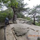 단양마늘만두 이미지