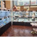 도그마루 고양이 강아지 무료분양 이미지