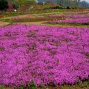 요산마을 이미지