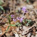 민둥제비꽃Viola phalacrocarpa Maxim. f. glaberrima (W.Becker) F.Maek. ex H.Hara 이미지