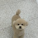 비비앤독 이미지