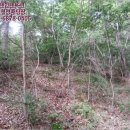 무주읍124 이미지