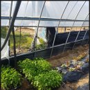 배달밥상 이미지