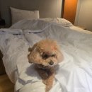 스타호텔 | [대전 애견동반 호텔 추천] 대전 스타호텔에서 반려견과 함께한 편안한 하루