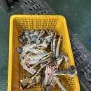 킹대리운전 | 구리농수산물 시장 킹크랩 또또와 수산 후기 내돈내산