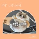 CATS&ME(캣츠 앤 미) | 양산 물금, 힐링 그 자체.. 고양이카페 캐츠앤미(cats&amp;me)