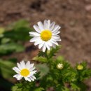 미골농장 이미지