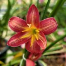 파이어폭스 이미지