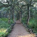 천년비자 이미지