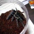 [경남 마산]골덴니,헤라,컬리,안틸,프린,스킬 분양합니다 이미지