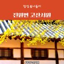 1798 | 단 한그루, 장성 봄나들이 진원면 고산서원 산수유꽃