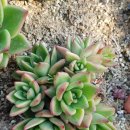 철화농장 이미지