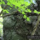 곶자왈거문오름 이미지