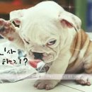 해피 이미지