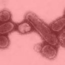 반려견 이해하기(펫) 이미지