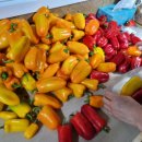 따순농장 이미지