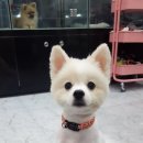 콧대높은 개 이미지