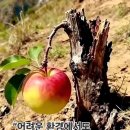 꽃보다 아름다운 사람 이미지