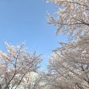 소하근린공원 | 경기 광명 벚꽃명소 추천 | 가본곳 중 제일 좋았던 숨은벚꽃명소 한내근린공원 소하천 벚꽃길 후기