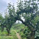 봉화산농장 이미지