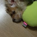 내사랑똥강아지 이미지