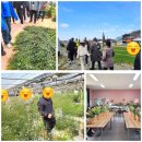 한국발달장애인협회 | (사)한국장애인부모협회 발달장애인 김제시 치유농장 꽃다비팜 웰컴안개꽃 수확 공기정화식물 심기