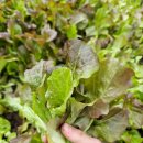 용동농장 이미지