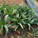 은혜농원 이미지