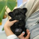 진주강아지분양 고양이분양 미유펫 이미지