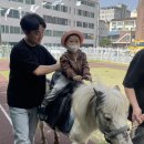 조이데이) 포니야 안녕 🐴 이미지