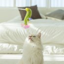 플러피펫 이미지