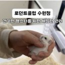 로던트 클럽 | 수원 햄스터분양ㅣ로던트클럽 수원점에서 건강한 드워프 햄스터 입양했어요