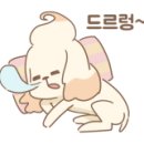 컬러슈가