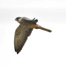 호곡리의 비둘기조롱이(red-footed falcon) 이미지