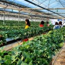 오선농장 이미지