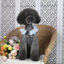 디디애견미용 이미지