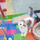 블루독 애견샵 이미지