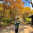 미추홀공원(다례원 옆) | 송도 단풍 명소 추천 미추홀공원 11월 현황