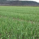 수하농장 이미지