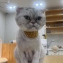 고양이 무마취미용 고미고미 화명점 | 부산고양이미용 고양이무마취미용 고미고미 화명점