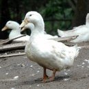 명품유황오리 이미지