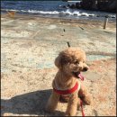 마이펫톡톡 이미지