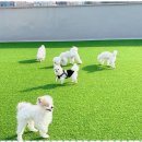 놀루오숑 | 대전애견호텔 반려견의 행복을 최우선으로 생각하는 놀루오숑 후기