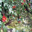 거제지심도 이미지