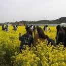 맹방유채꽃마을 이미지