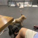 꽃길걷개 이미지