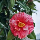 온천천시민공원 동백 이미지