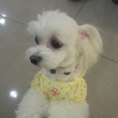 안나 제니 펫샵 이미지