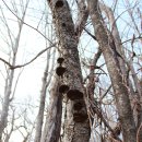 지리산약초 이미지